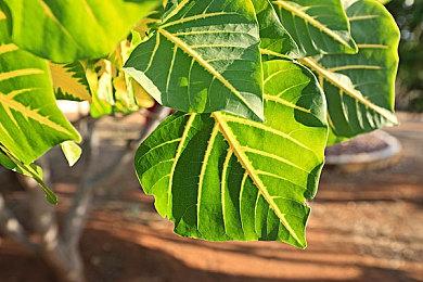 《闪之轨迹4》和《零之轨迹改》中文版正式上线Steam 首发周9折优惠